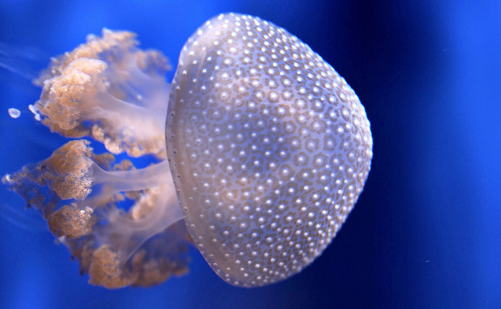 Sa Mu underwater jellyfish Photographer Fotografo