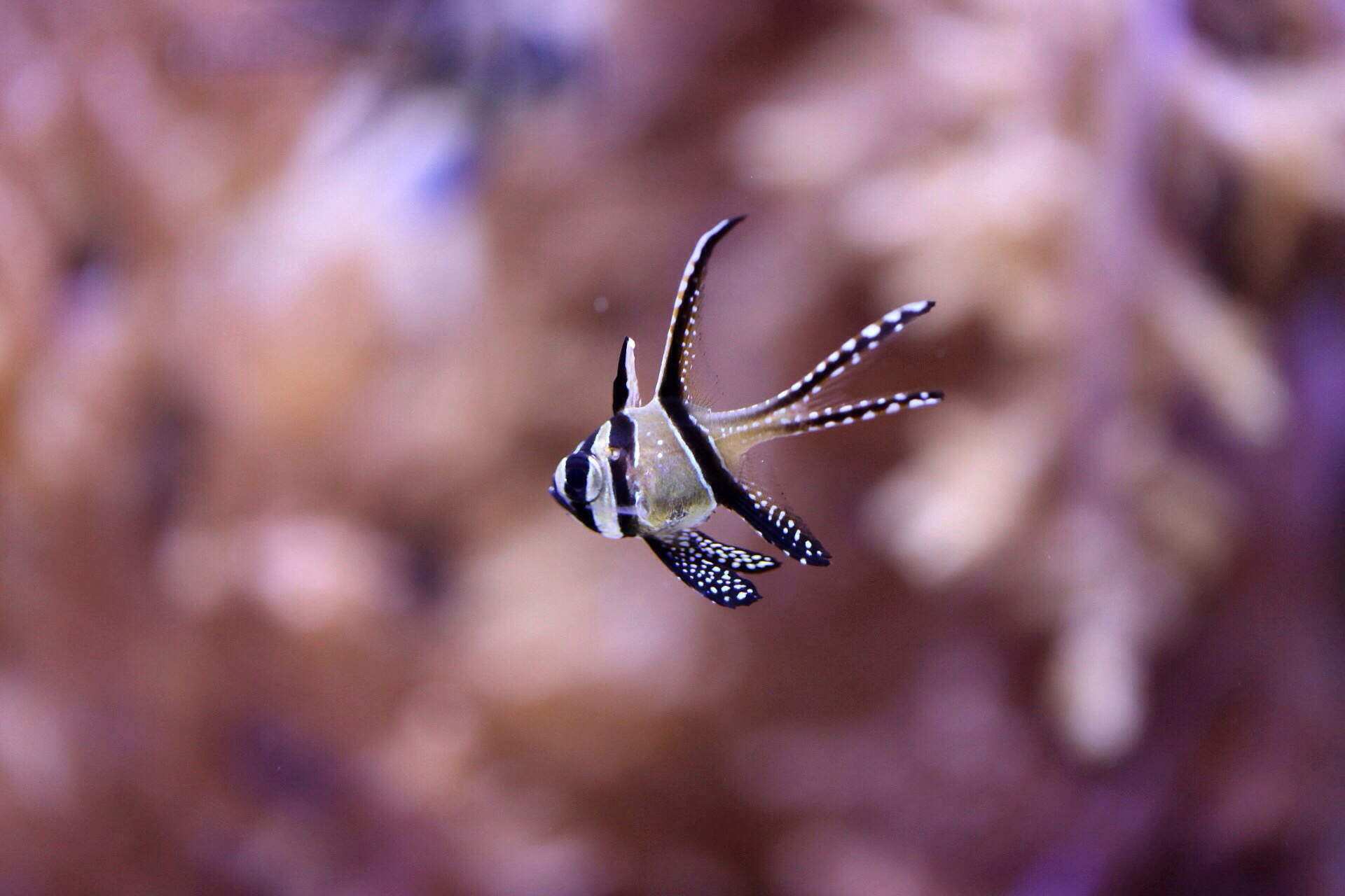 Sa Mu underwater jellyfish Photographer Fotografo